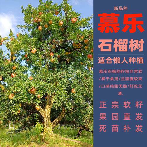 超软籽石榴树苗大果纯甜无籽易种