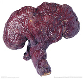 纯野生赤灵芝50克 神农架原始森林