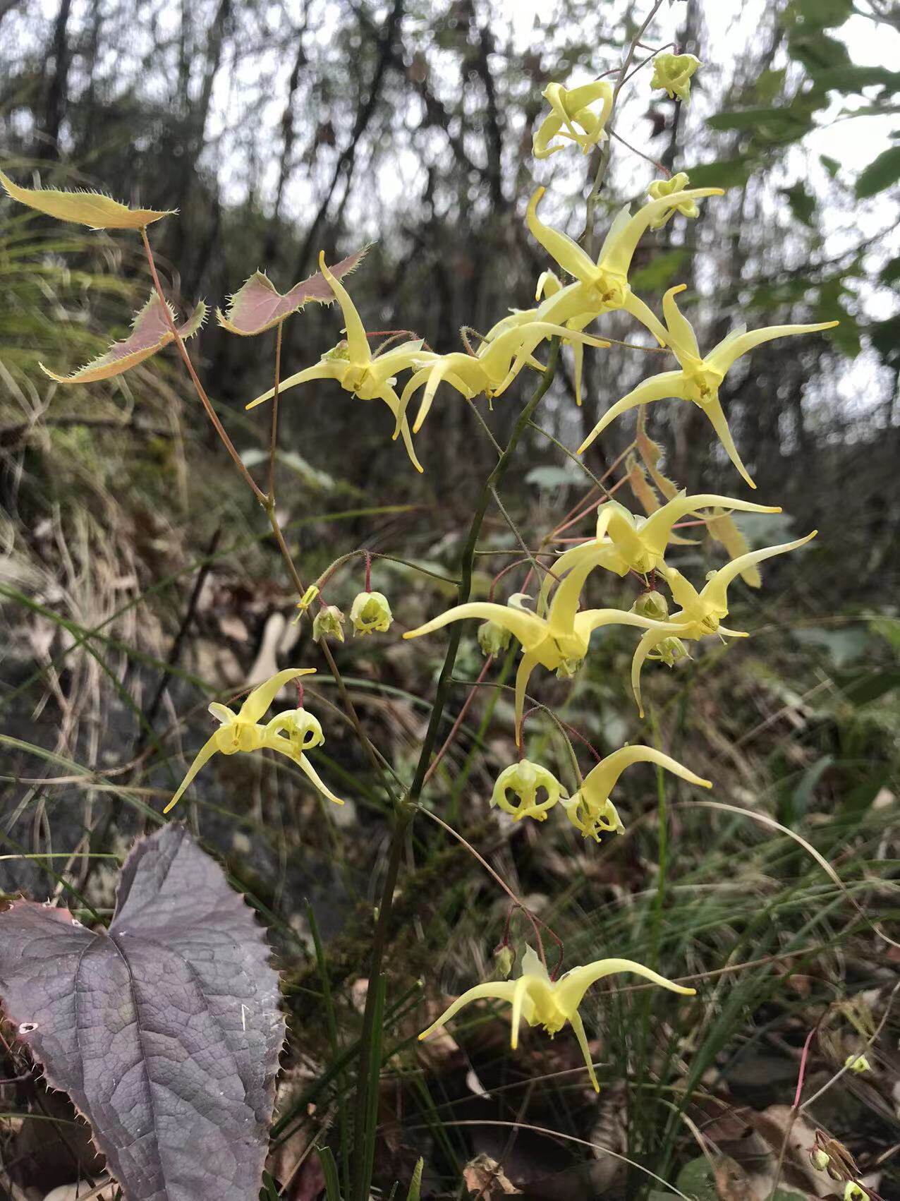 送的别拍 想要种的就找主播 新鲜野生三枝九叶草一颗