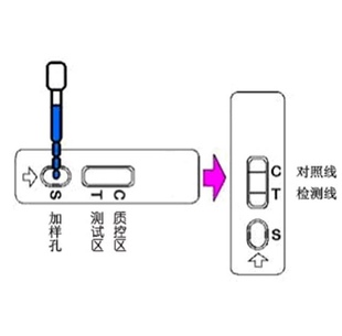 瘦肉精检测克伦特罗莱克多巴胺沙丁胺醇组织尿液胶体金检测卡