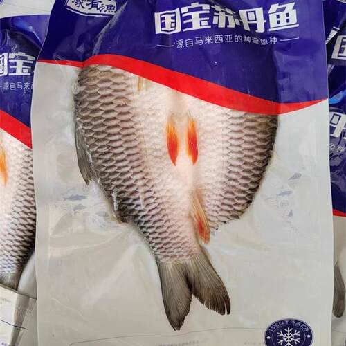 冷冻苏丹鱼食用水产淡水忘不了