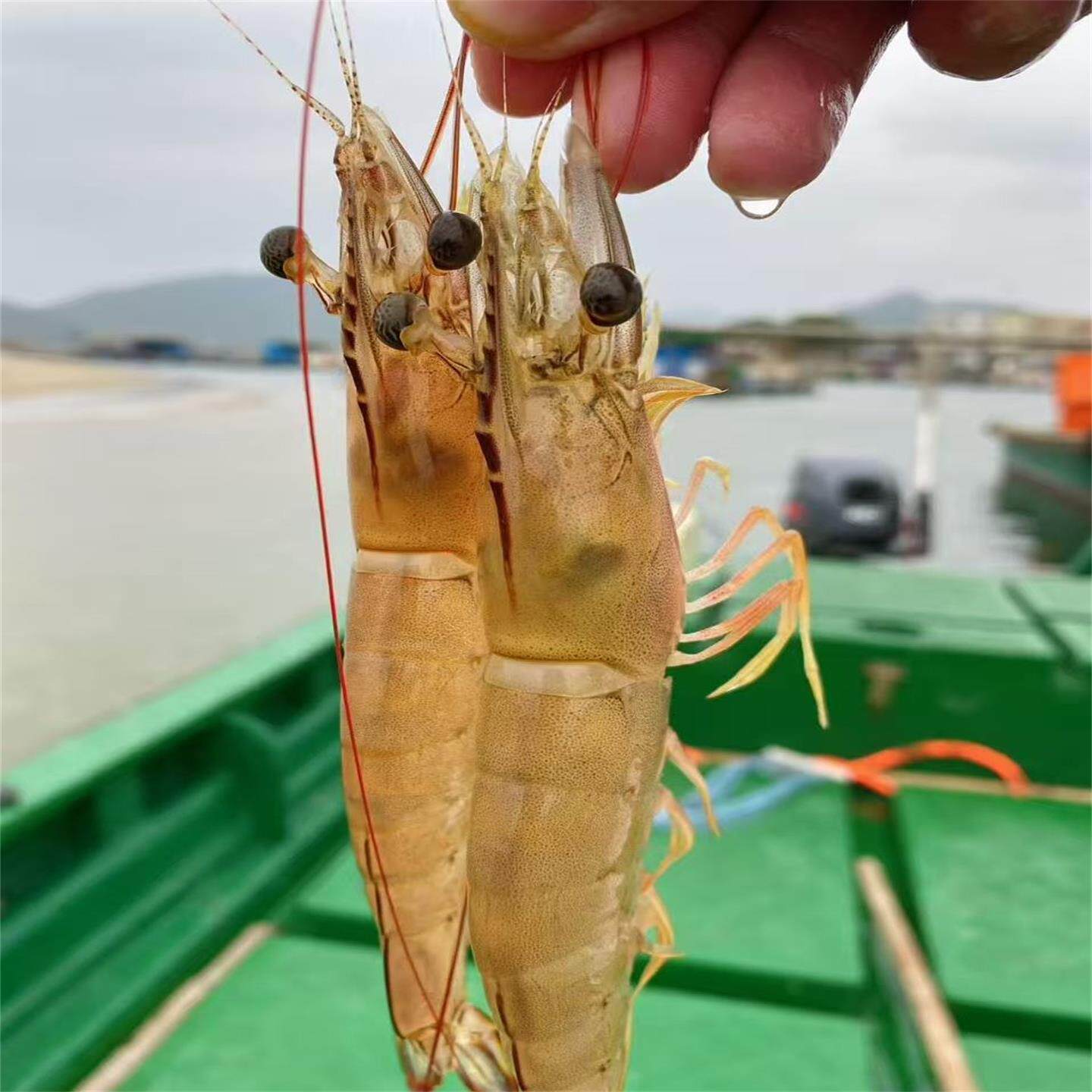 港洋白虾新鲜冷冻南美白虾国产连头对虾基围大虾湛江2盒顺丰包邮