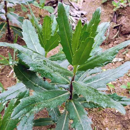 小蓟苗刺儿菜苗野菜青青菜种子七七芽野红花种子北方麦地杂草种子