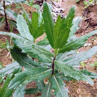 小蓟苗刺儿菜苗野菜青青菜种子七七芽野红花种子北方麦地杂草种子