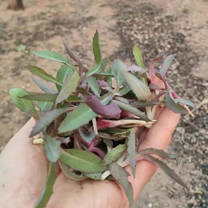 26年应季野生头茬曲麻菜新鲜苦菜现挖野菜苦曲曲菜蘸酱菜苦麻菜