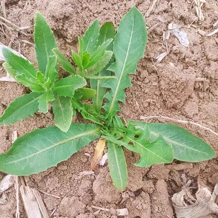 26年头茬蒲公英新鲜山东野菜纯野菜婆婆丁现挖现发整颗蘸酱菜特产