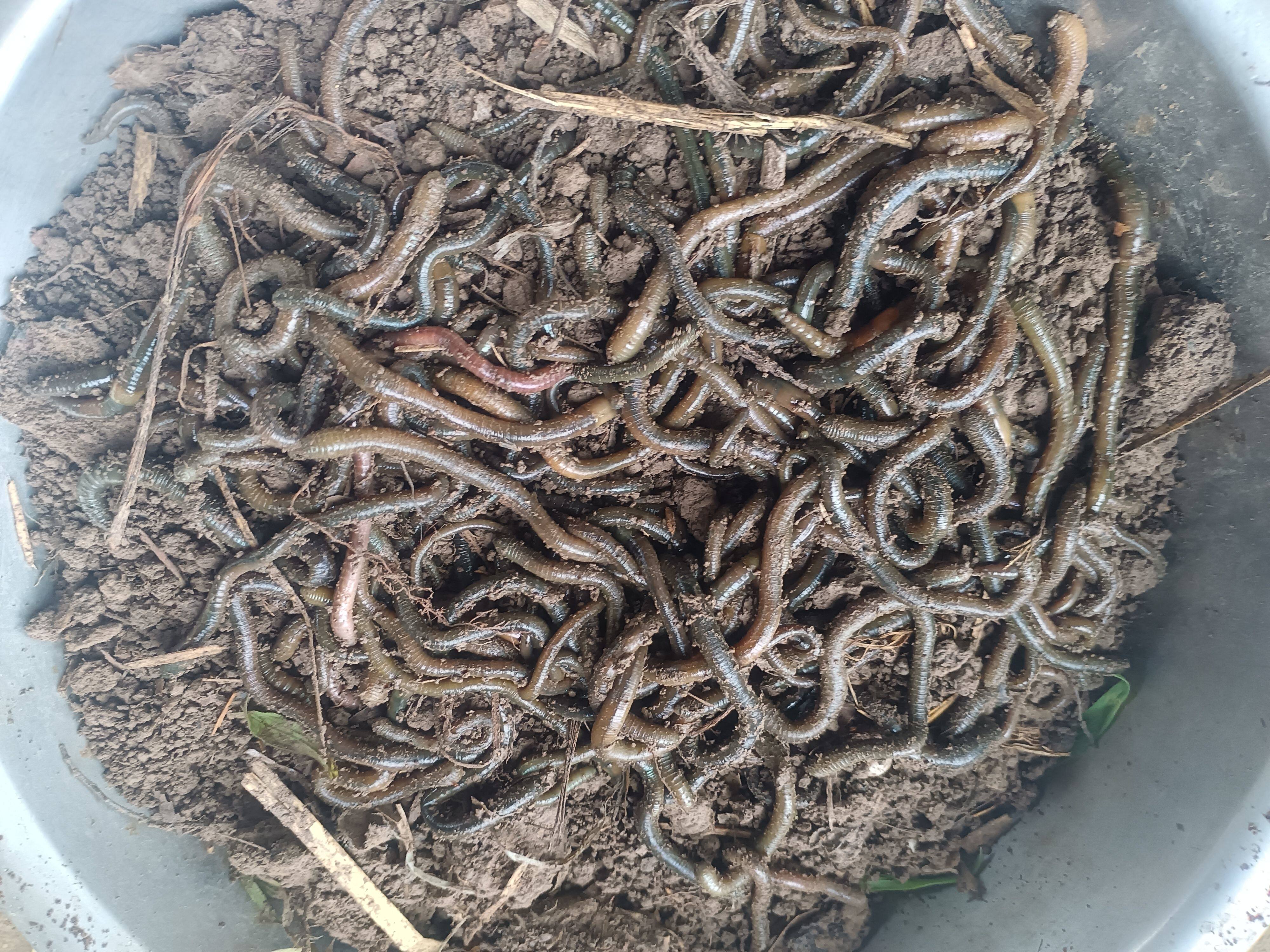 青蚯蚓活饵丘引活体钓鱼蚯蚓野钓黑蚯蚓鲜活大青蚯蚓钓黄鳝鱼蚯蚓