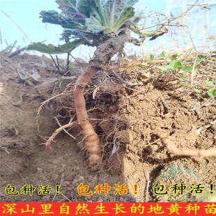 包邮 可种新鲜现挖地黄苗带土发货地黄根苗包活10棵起 地黄种苗四季