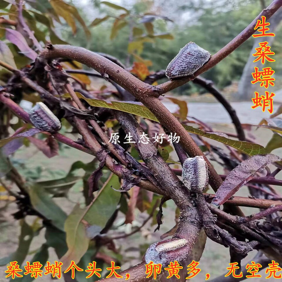 桑螵蛸中药材熟桑螵蛸螳螂籽子螳螂卵鞘男女滋补可打粉泡酒入药