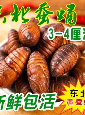 蚕蛹东北茧蛹黄蚕蛹鲜活