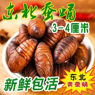 蚕蛹东北特产野生柞蚕蛹活蚕蛹2024大茧蛹500g新鲜大蚕蛹茧蛹包邮