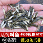 喂乌龟饲料鱼小鱼活体养殖活鱼龙鱼活食饲料淡水鱼苗草鱼苗鲫鱼苗