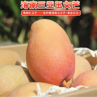 顺丰现货现摘海南三亚红玉芒爱文芒新鲜玉文特大芒果热带水果礼盒