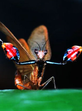 巨腿螳螂幽灵螳螂刺花螳螂兰花螳螂爬宠昆虫活体野外爬宠自然观察