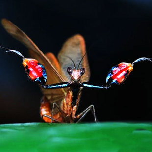 巨腿螳螂幽灵螳螂刺花螳螂兰花螳螂爬宠昆虫活体野外爬宠自然观察