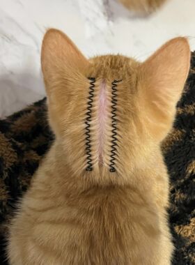 猫咪驱虫分毛夹狗狗通用固定毛发夹子宠物发夹猫狗通用头饰毛夹子