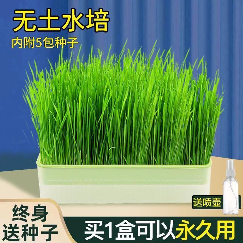 猫草水培种植盒猫草种子种植盆猫咪化毛膏去毛球猫草种籽猫零食