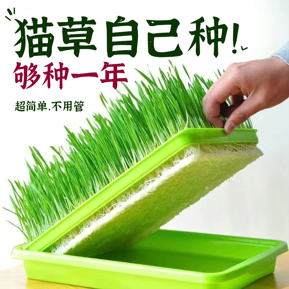 懒人猫草盆无土水培盒子猫薄荷化毛草自种育苗盆小麦盆栽猫咪零食