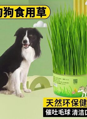 宠物狗狗专用狗草可以吃的草排毛球化毛草狗狗食用草牙齿清洁零食