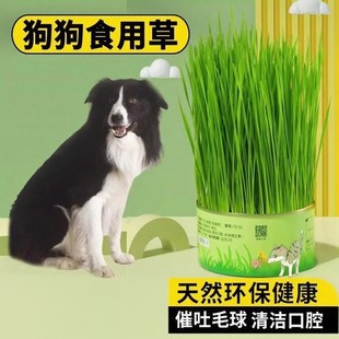 宠物狗狗专用狗草可以吃 草排毛球化毛草狗狗食用草牙齿清洁零食