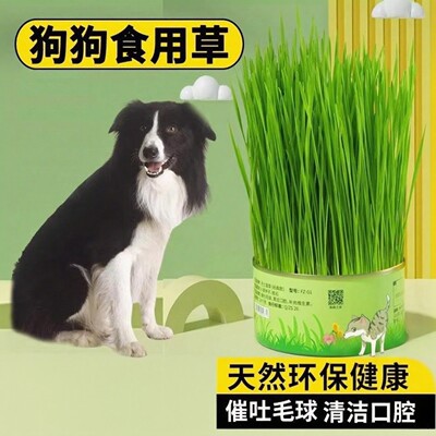 宠物狗狗专用狗草可以吃的草排毛球化毛草狗狗食用草牙齿清洁零食