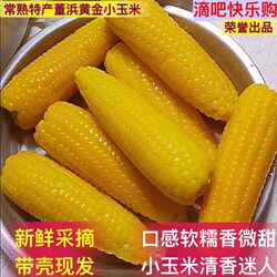 京东常熟特产现摘新鲜董浜俊建黄金小玉米带壳生玉米5斤农家种