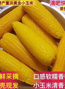 京东常熟特产现摘新鲜董浜俊建黄金小玉米带壳生玉米5斤农家种