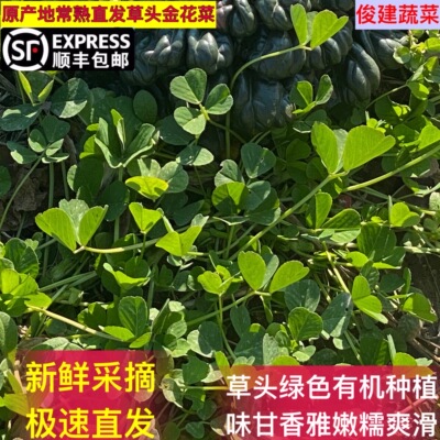 顺丰包邮俊建草头金花菜