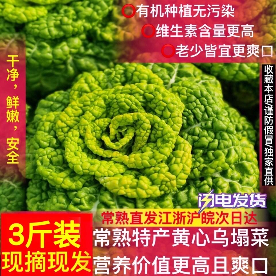 常熟黄心菜鲜嫩可口农家自种