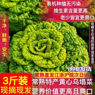 常熟特产 黄心乌塌菜新鲜农家自种黄心菜乌塌菜黄心白菜火锅蔬菜