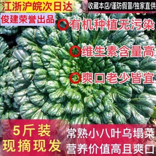 常熟特产现摘现发网红小八叶乌塌菜千叶菜青菜塔苦菜火锅新鲜蔬菜