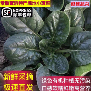 顺丰包邮 常熟特产小菠菜 现摘现发短柄肥叶小菠菜农家自种火锅菜