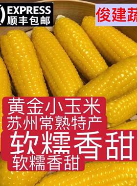 现摘带壳现发黄金小玉米软糯香甜