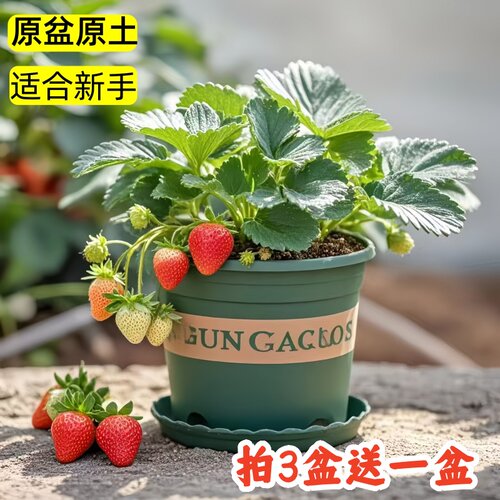 草莓苗盆栽四季奶油草莓苗