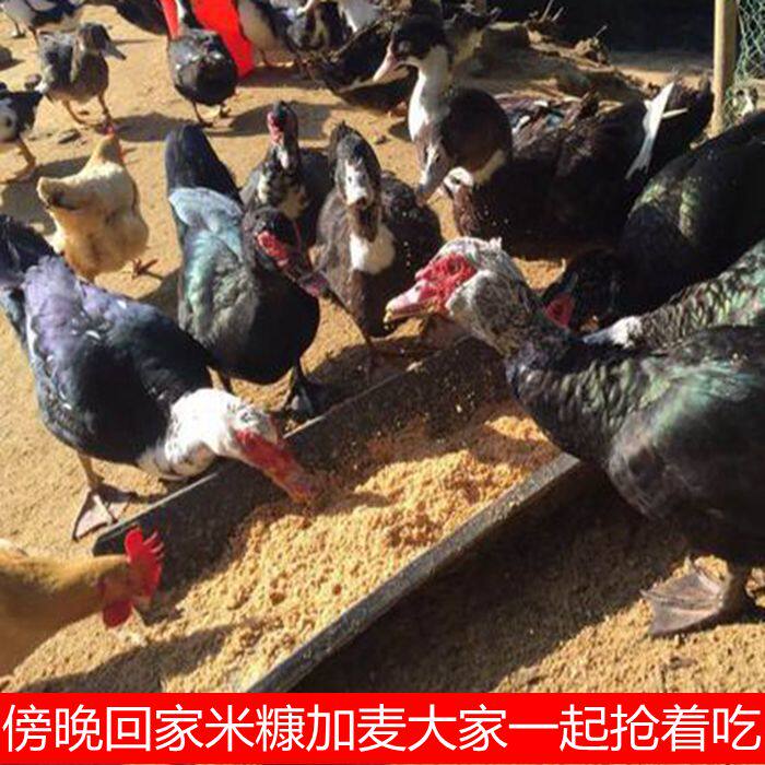 3年老番鸭 土鸭子散养农家火鸭新鲜现杀母鸭肉野湖放养水鸭老鸭汤