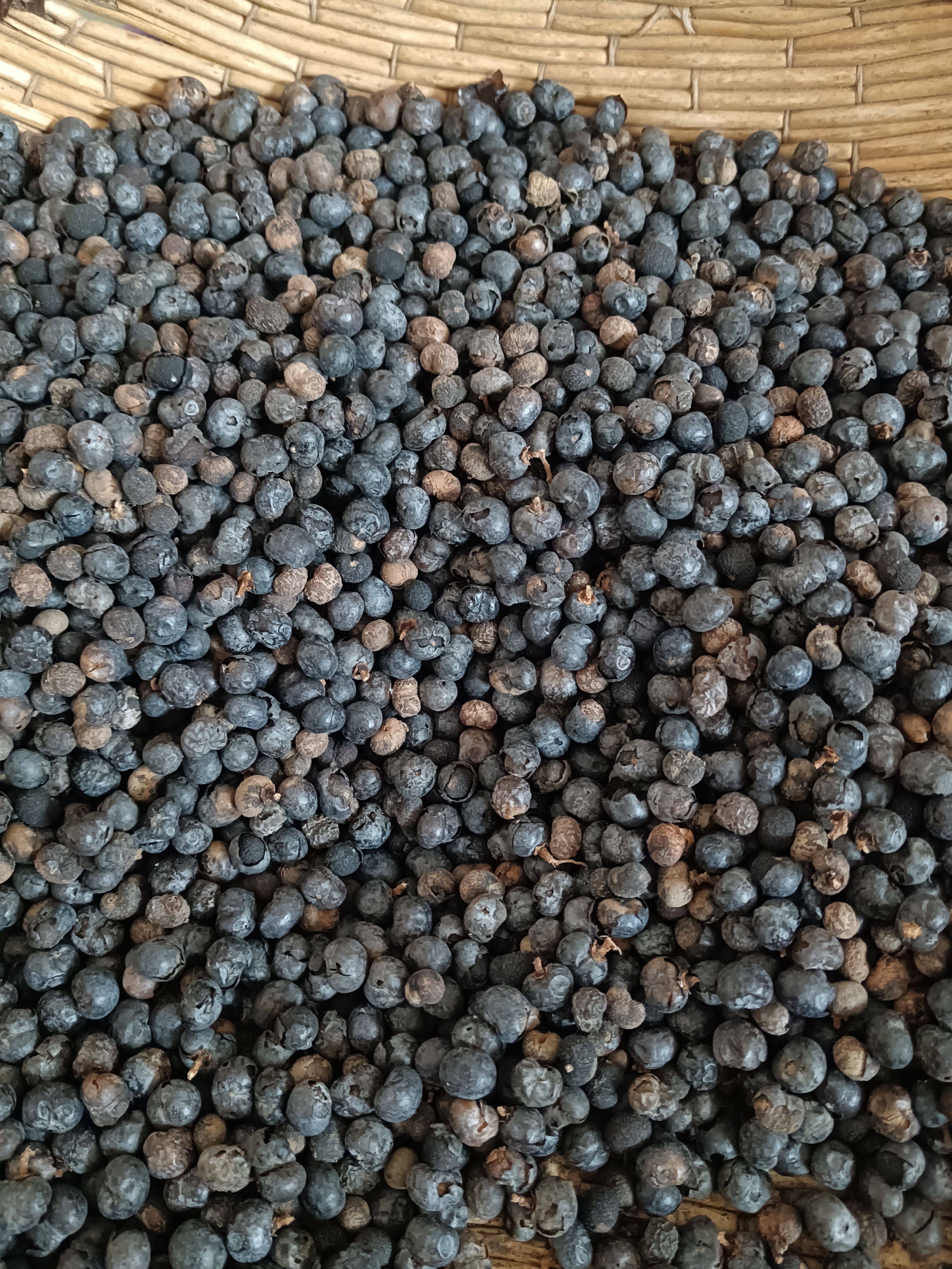 中药材 棕榈子 棕榈籽 棕树子棕树果败棕子野生新货正品500克包邮