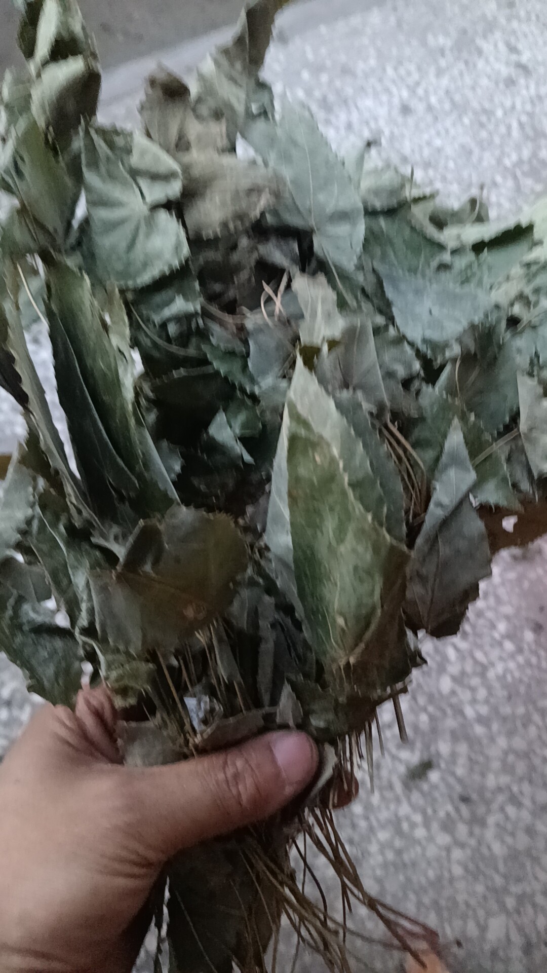 陕西汉中淫羊藿干无根 整颗全草仙灵脾 羊霍叶500克