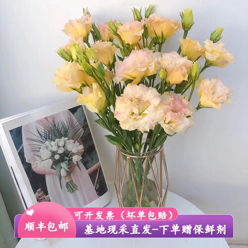 洋桔梗鲜花云南昆明基地顺丰直发