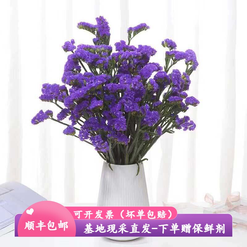 勿忘我满天星鲜花全色系可做干燥花永生花云南昆明斗南花市基地直