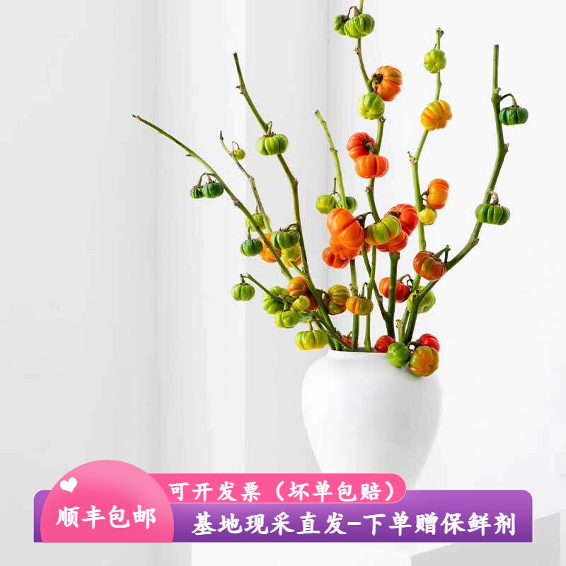 小南瓜西红柿栀子果黄金福禄果情人果黄金球佛手年宵鲜花云南直发
