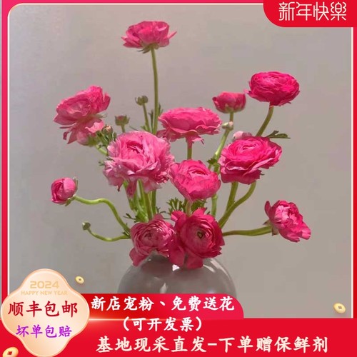 洋牡丹芍药香雪兰插画鲜花超长花期鲜花云南昆明斗南花市基地直发-封面