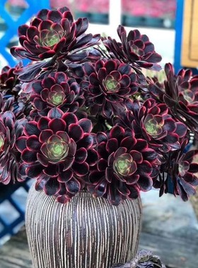 欧佳丽水墨画女巫多肉贵货新品种美杜莎美娅稀有造型阴阳法师老桩