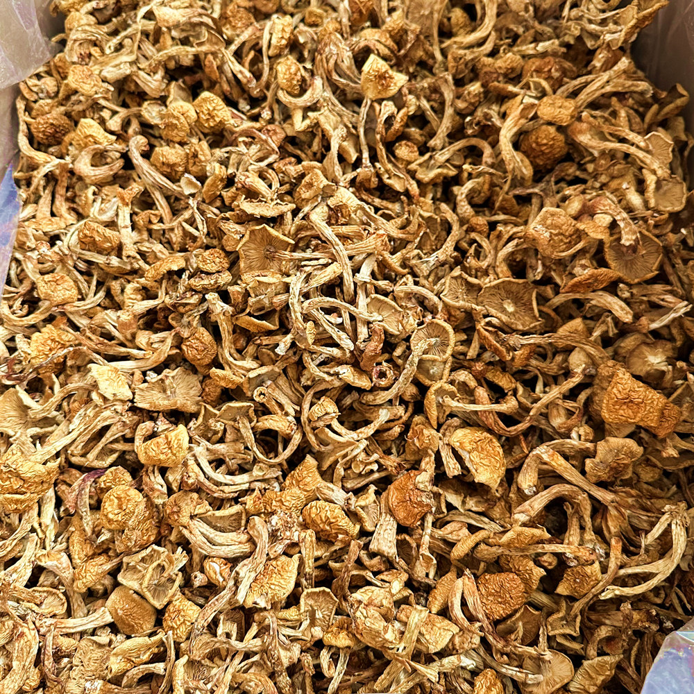 东北特产滑子菇干货500g包邮小黄磨滑子蘑新鲜野生蘑菇小鸡炖蘑菇