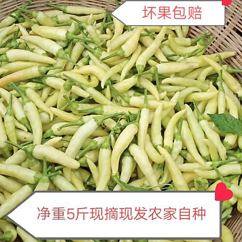 河南新鲜野山椒白泡椒5斤装特辣小米辣白米椒剁椒朝天椒现摘现发