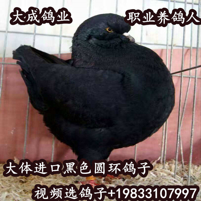 进口黑色元宝圆环鸽子特大一对幼鸽大体活体观赏鸽青年鸽公斤肉鸽