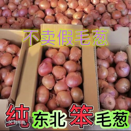 【正宗大号】黑龙江特产毛葱四六瓣笨毛葱新鲜香葱红葱头农家毛葱