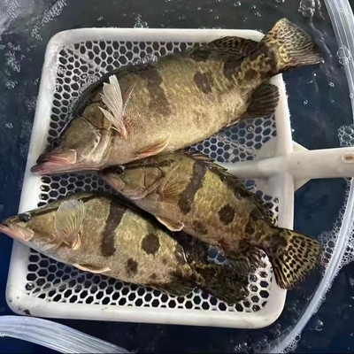 黑龙江特产冷水鳌花鱼熬花鱼螯花鳜鱼桂鱼原生态新鲜活鱼冷冻包邮