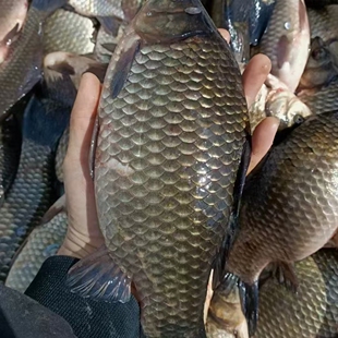 黑龙江冬捕冷水大鲫鱼