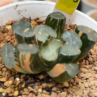 205大明湖万象锦