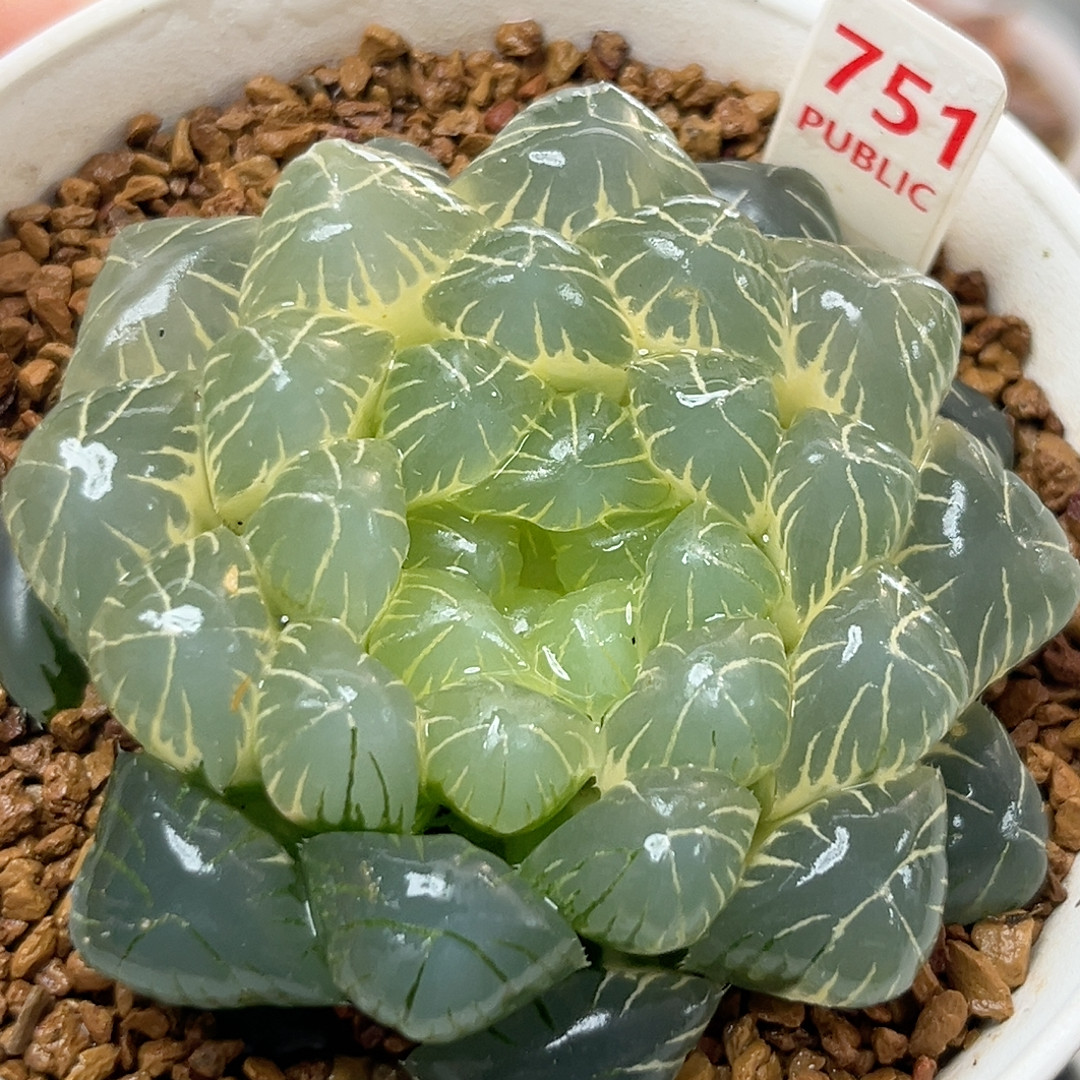 751糊斑湖水玉露锦,鲜花速递/花卉仿真/绿植园艺,多肉植物,淘宝优惠券,粉丝福利购,淘宝优惠卷